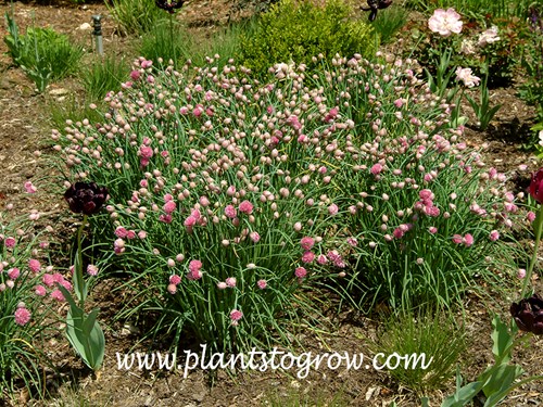 Mountain Garlic (Allium senescens ssp senescens)